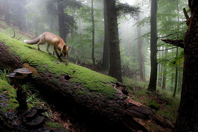 Foto: Klaus Echle/GDT Nature Photographer of the Year 2013
