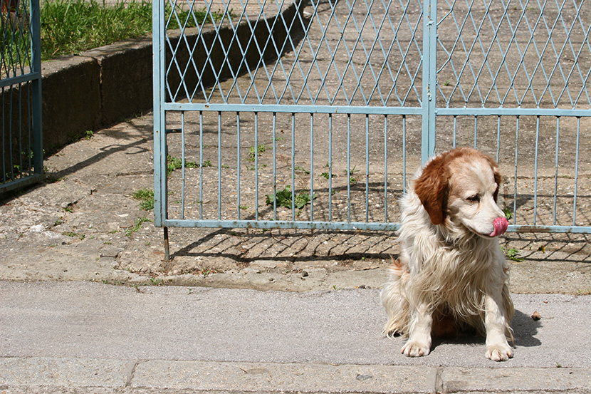 Foto: Milena Đorđević