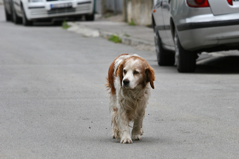 Foto: Milena Đorđević