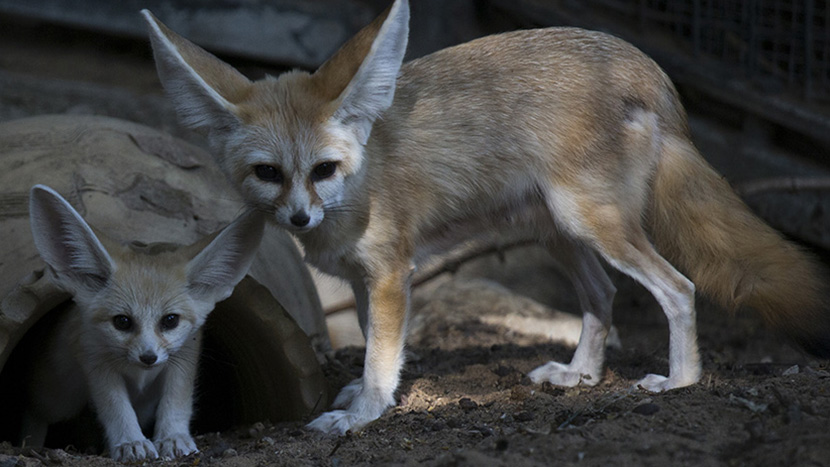 Foto: Tanjug/AP