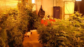 Marihuana, zaplena marihuane, droga