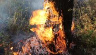 Gori borova šuma na Ugljanu, požar buknuo u blizini Psihijatrijske bolnice: Deo pacijenata evakuisan