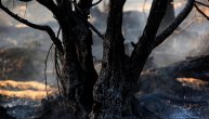 Proždrljivi insekt proždire grčke šume: Već je uništio oko 100.000 stabala