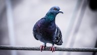 Najskuplji golub prodat je za 1,3 miliona dolara: Evo zašto Kinezi daju bogatstvo na njih