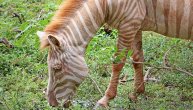 Retka zebra plavuša snimljena u afričkoj divljini, a svi se pitaju kako je reagovao čopor kada ju je video