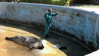 Amerikanci su se zgadili kad su videli kako i gde živi foka u srpskom zoo-vrtu: Otišli smo tamo, pogledajte šta smo zatekli! (VIDEO)