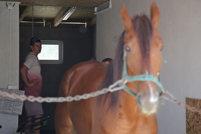 Exclusively - With Jokic and his horses in stables: When Nikola's Dream  Catcher starts racing, everything stops in Sombor (VIDEO) (PHOTO) 