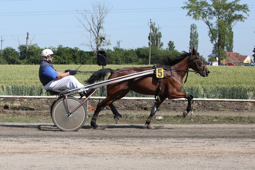 Exclusively - With Jokic and his horses in stables: When Nikola's Dream  Catcher starts racing, everything stops in Sombor (VIDEO) (PHOTO) 