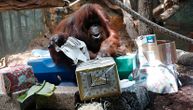 Orangutan Nenete proslavio pedeseti rođendan