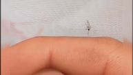 "Zezao" je komarca, pa snimio kako uporno pokušava da ga ujede za prst (VIDEO)