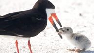 Fotografija izazvala uzbunu kod ekologa: Ptica svoje mladunče hrani opuškom cigarete (FOTO)