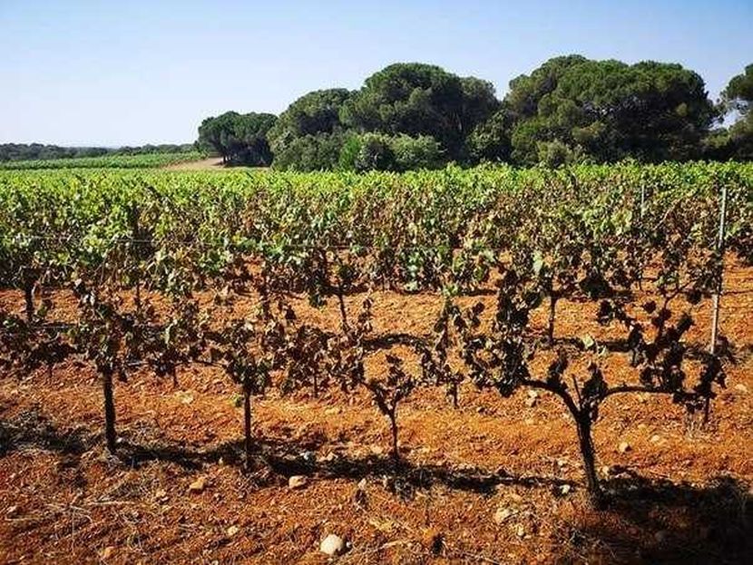 Vinogradi, Francuska Vinogradi, Francuska