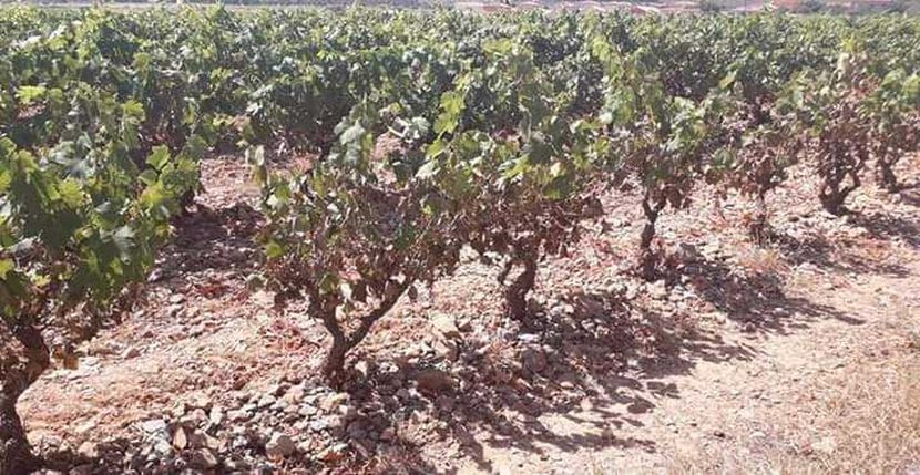 Vinogradi, Francuska Vinogradi, Francuska