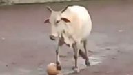 Muu-radona na meti "skauta": Talentovana indijska krava fudbalskim umećem očarala svet! (VIDEO)
