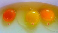Evo šta boja žumanceta govori o kvalitetu jaja: Obratite pažnju ako je previše svetlo
