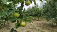 Otvorena najveća plantaža organskih jabuka u Srbiji, sadnice na čak 114 hektara (FOTO)