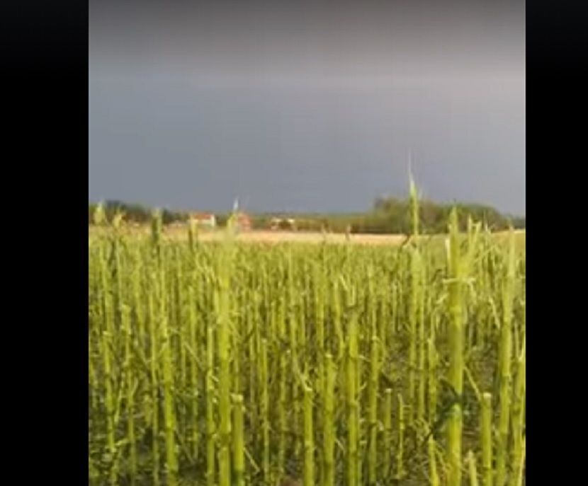 Uništen kukuruz Uništen kukuruz