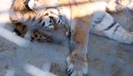 Tigar osuđen na doživotno zatočeništvo: Ubio troje ljudi, nikad ga neće pustiti da slobodno luta