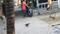 Da se zna, bre, ko je gazda dvorišta! Beba vidre zavela red među kokoškama (VIDEO)