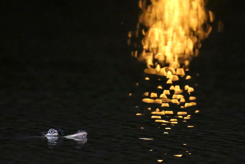 Aligator krokodil Čikago laguna Aligator krokodil Čikago laguna