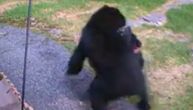 Čuo je lomljenje kod komšije u dvorištu, odjurio tamo i isterao medveda (VIDEO)