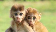 Preslatke fotografije pokazuju kako su dva majmuna postali najbolji prijatelji (FOTO)