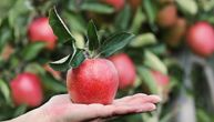 Džepni agronom: Napravili aplikaciju u Srbiji koja podiže prinos jabuka