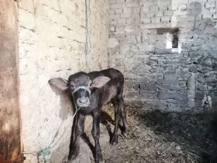 Sulejman Ibraimi Sulejman Ibraimi