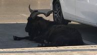 Nesvakidašnja scena u Baru: Životinja stoji nasred ulice danima, lomi kola, ne boji se ni komunalaca