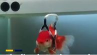 Ova zlatna ribica nije mogla da pliva, vlasnik joj je napravio "invalidska kolica" (VIDEO)