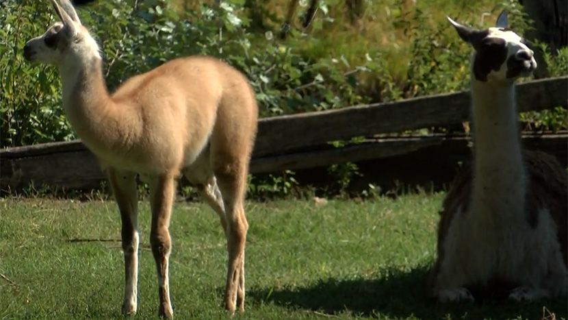 Zoo vrt Palic Zoo vrt Palic