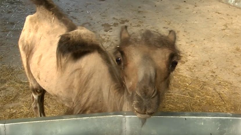 Zoo vrt Palic Zoo vrt Palic