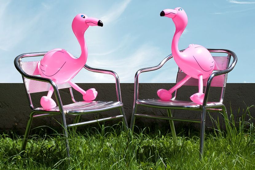 Roze flamingo Roze flamingo