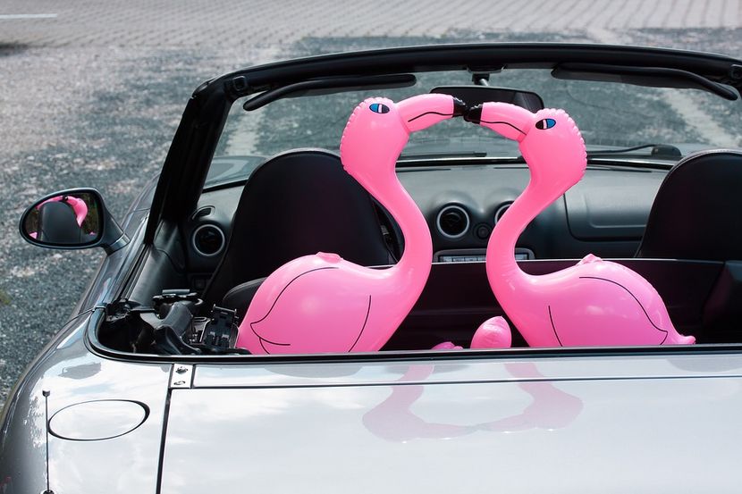 Roze flamingo Roze flamingo