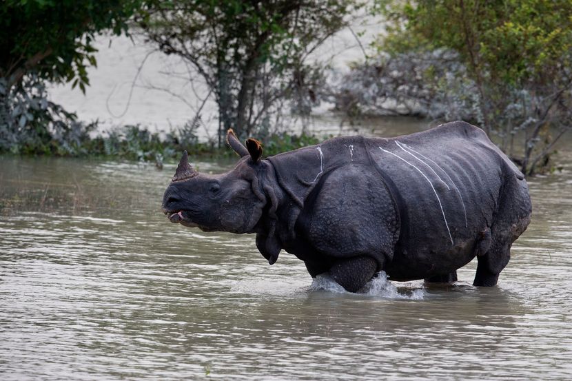 Poplave, Indija Poplave, Indija