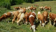 Obnova stočarstva u Milanovačkom kraju: Država rešila da oživi selo