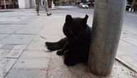 FOTO-UBOD: Tromi debeli crni mačak danima dežura ispred prodavnice u centru grada