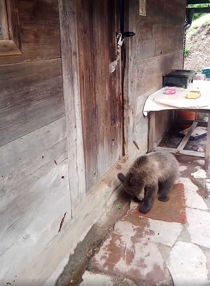 Slatki medved, medvedić, mladunče medveda Slatki medved, medvedić, mladunče medveda