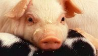 Preventivne mere: Izvršena eutanazija svinja zbog mogućih zaraznih bolesti