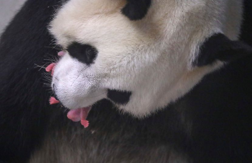 Bebe džinovske pande zoo vrt Belgija panda Bebe džinovske pande zoo vrt Belgija panda