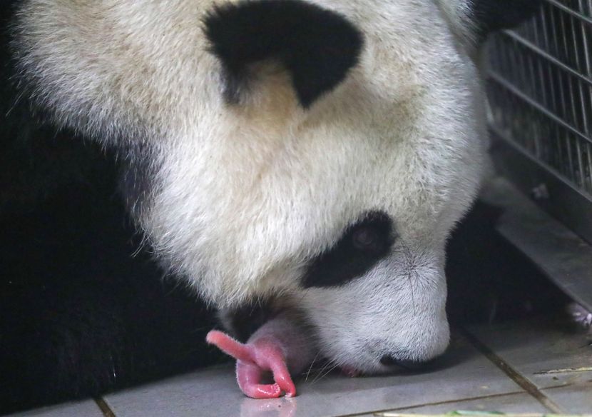 Bebe džinovske pande zoo vrt Belgija panda Bebe džinovske pande zoo vrt Belgija panda