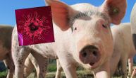 U Kini se pojavio novi soj virusa: Prenose ga svinje, ima potencijal pandemije
