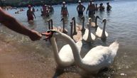 Porodica labudova "zaposela" plažu u Grčkoj i svi moraju da ih hrane (VIDEO)