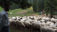 Bosanac umesto maturskog odela, kupio štene tornjaka: Danas ima farmu od 500 ovaca i pasa (VIDEO)