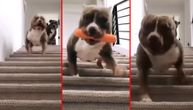 Zovu ga nežni džin i najslađe na svetu silazi niz stepenice (VIDEO)