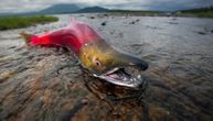 Masovni pomor riba na Aljasci: Toplotni stres i nezapamćene vrućine pokosile aljaskog lososa