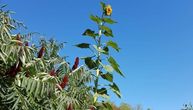 Gigantic sunflower growing in Serbian village reaches nearly 5 meters in height (PHOTO)