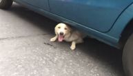 Pas se zaglavio ispod automobila i onda je strpljivo čekao ljude da ga izvuku