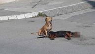 UŽAS: Otrovani psi u Prijepolju! Građani u besu zbog ovakvog iživljavanja (VIDEO)