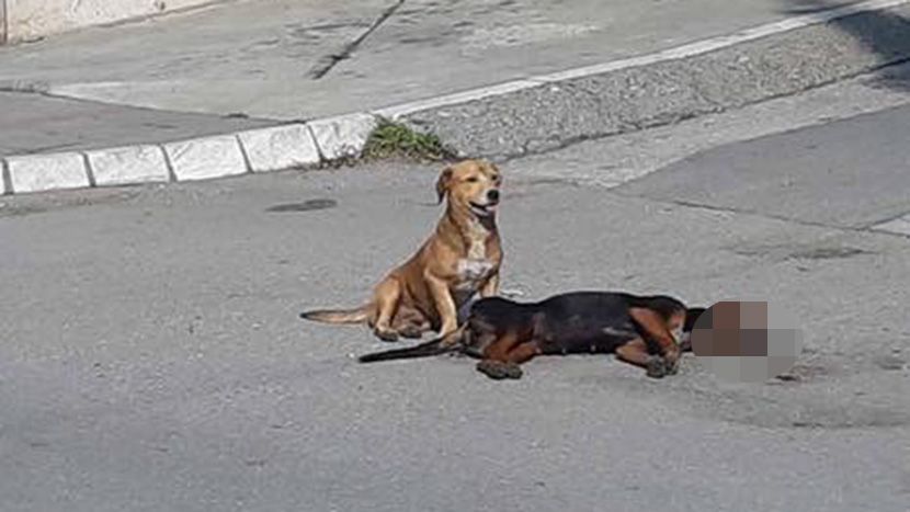 Otrovani kučići Otrovani kučići